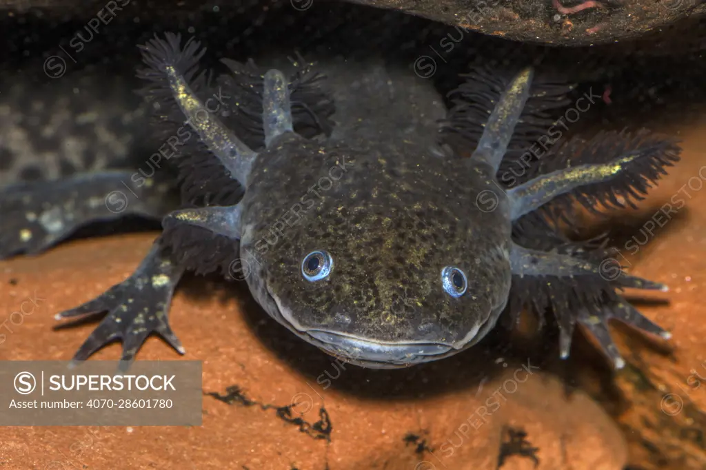 Axolotl (Ambystoma mexicanum) captive, occurs in Mexico. Critically endangered, endemic species.