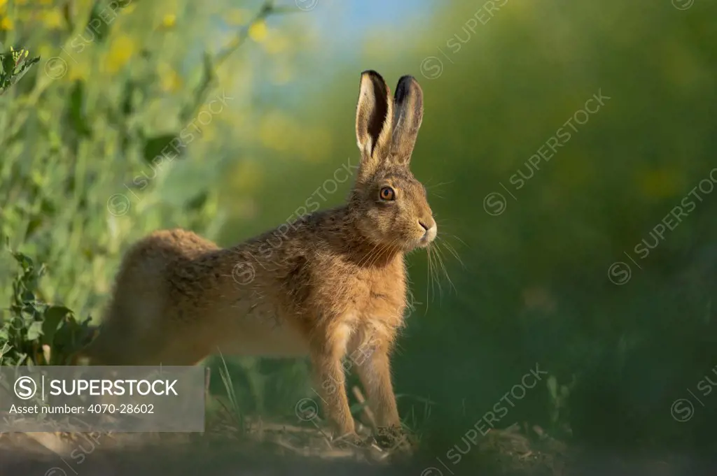 European brown hare (Lepus europaeus) adult stretching on fringes of a field of rapeseed. Hope Farm RSPB reserve, Cambridgeshire, UK, May, sequence 3/4