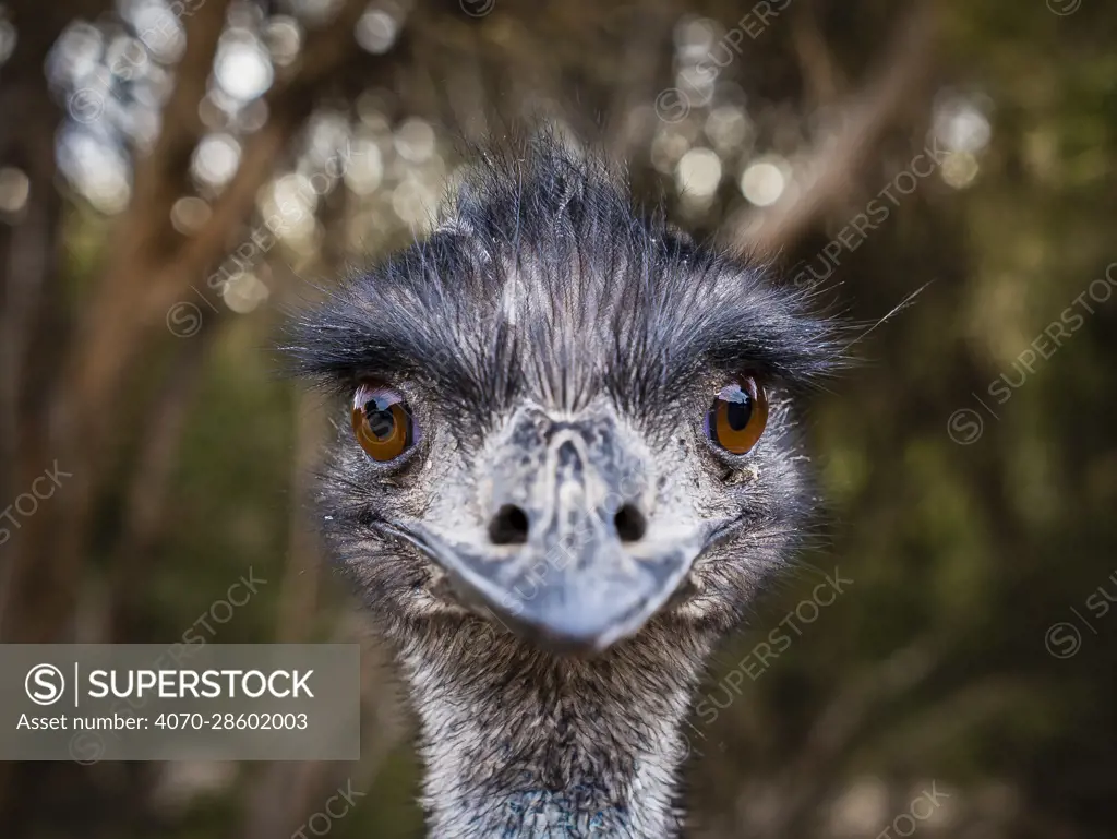Portrait of Emu (Dromaius novaehollandiae).Kangaroo Island, South Australia, Australia.