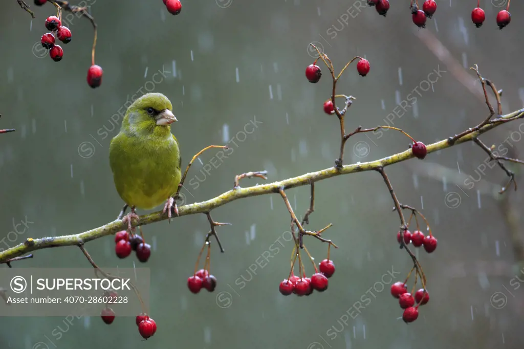 Greenfinch (Carduelis chloris) perched on a branch of hawthorn a snowy day, Sierra de Grazalema Natural Park, Cadiz, Andalusia, southern Spain. January.