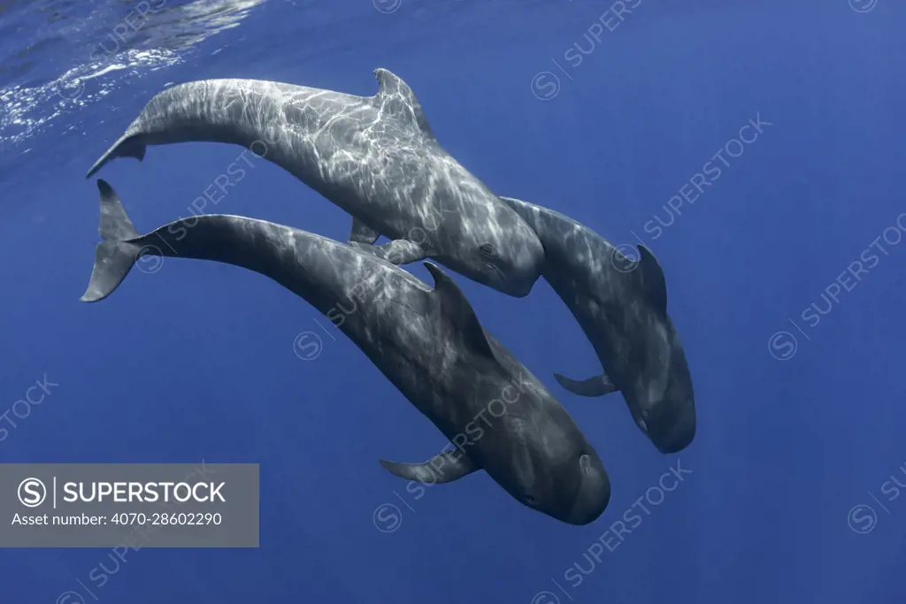 Pilot whale (Globicephala macrorhynchus) two swimming, Tenerife, Canary Islands.