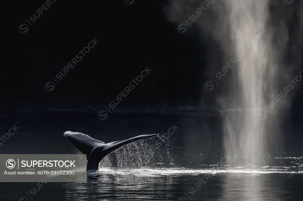 Humpback whale (Megaptera novaeangliae)blowing or spouting and fluking, Southeast Alaska, USA