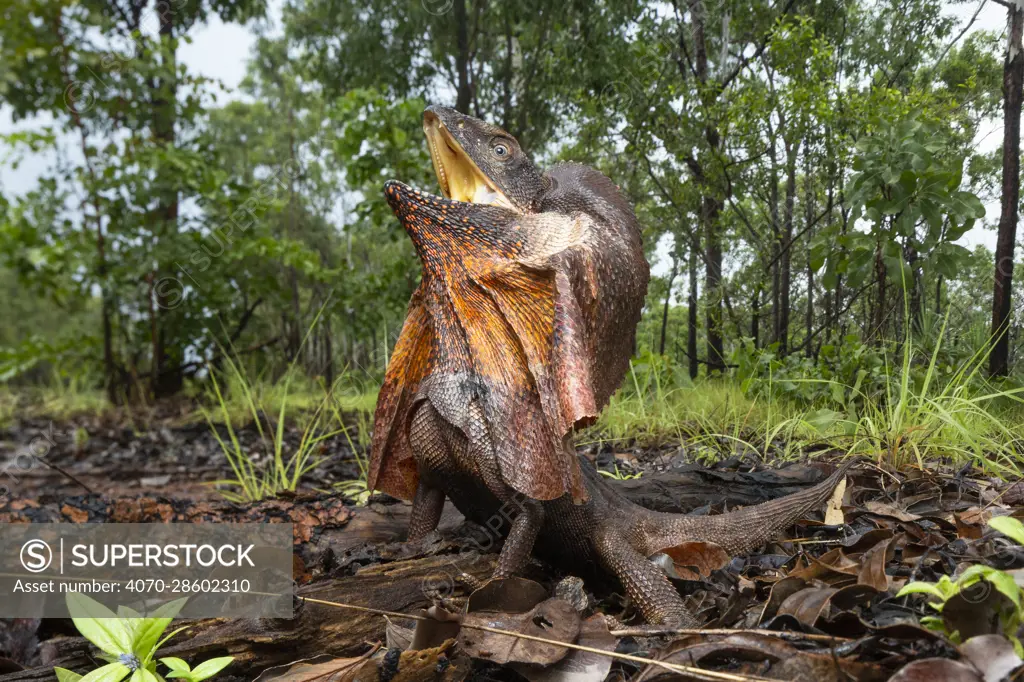 Frill-neck lizard (Chlamydosaurus kingii), defensive posture warning photographer not to approach any closer, Marrakai, Northern Territory, Australia. February.