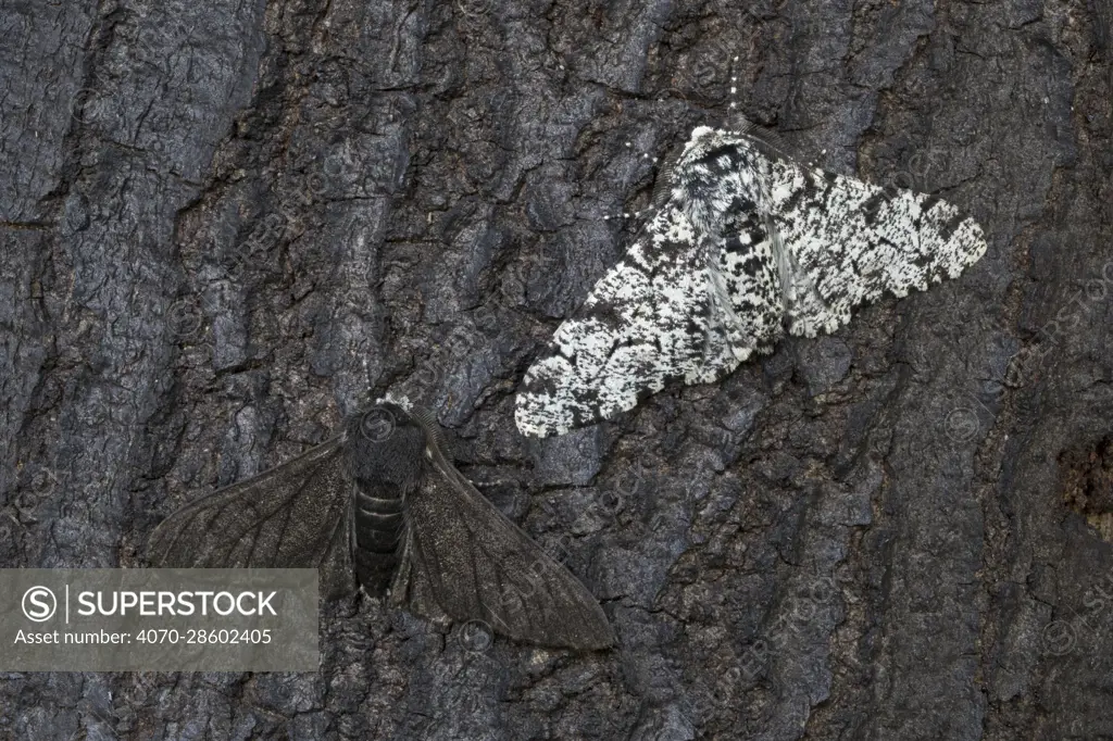 Peppered moth (Biston betularia) showing a comparison of the melanistic form f. carbonaria next to the typical paler form on dark soot-covered bark. The melanistic form has long been cited by genetic studies as an example of industural melanism. Sooty deposits on trees and other surfaces meant that the darker form was better camouflaged and more successful in industrial areas of Northern England. In recent decades air quality has improved to the extent that the melanistic form is declining in these areas and is now less frequently encountered than the typical form. Peak District National Park, Derbyshire, UK. July.