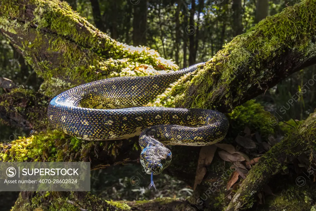 Diamond Python (Morelia spilota spilota) a subspecies of the more common Carpet python, on fallen moss covered tree in Eucalypt (Myrtaceae) forest, Barrington Tops National Park, New South Wales, Australia.