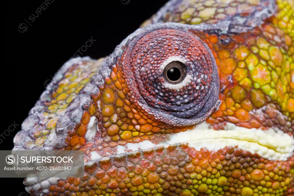 Panther chameleon (Furcifer pardalis) head close up on black background, Ambilobe, Madagascar