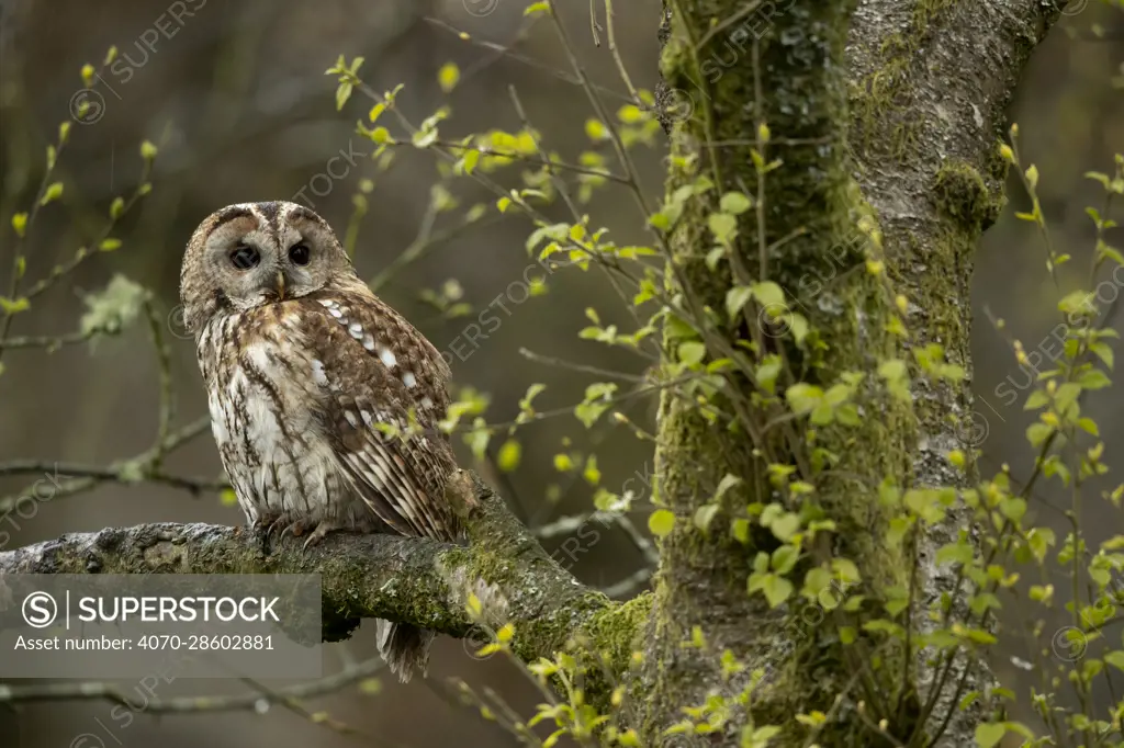 Tawny owl (Strix aluco) perched in Silver Birch tree (Betula pendula), Dumfries and Galloway, Scotland, UK, May.