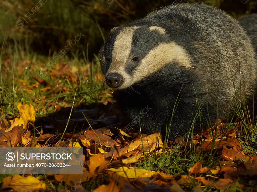 European badger (Meles meles) walking in autumn leaves, UK. November. Controlled conditions.