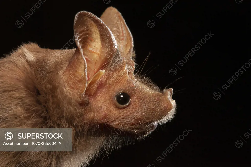 Mouse-tailed bat (Rhinopoma hardwickii), portrait, Sinai Penimsula, Egypt.