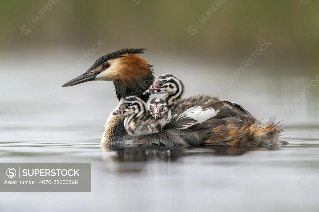 Great crested grebe (Podiceps cristatus) carrying chicks on its back in early morning light, Valkenhorst Nature Reserve, The Netherlands, Europe. May.