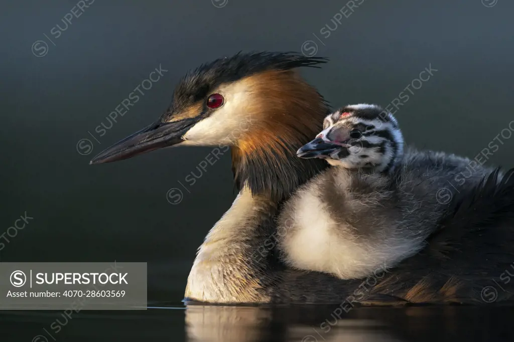 Great crested grebe (Podiceps cristatus) carrying a chick on its back in early morning light, Valkenhorst Nature Reserve, The Netherlands, Europe. May.
