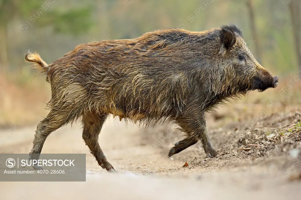 Wild boar (Sus scrofa) female crossing forest track, Forest of Dean, Gloucestershire, UK, March. Did you know In heraldry the boar is supposed to symbolise courage and a white boar was the badge of King Richard III.