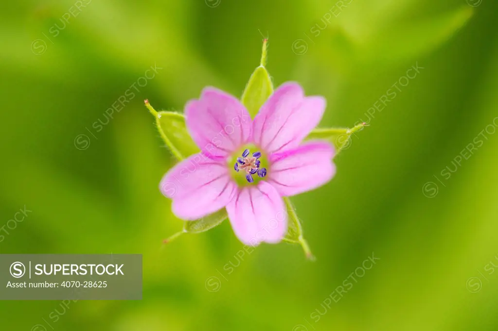 Cranesbill geranium (Geranium sp) flower, Montiagh's Moss, County Antrim, Northern Ireland, UK, June