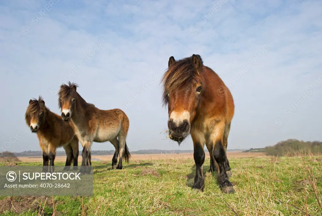 Exmoor Ponies (Equus caballus), the ponies are used to manage grassland on the Sandlings heath, Suffolk, UK, February 2011