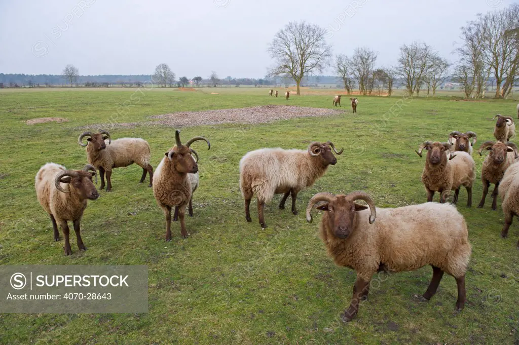Manx Loaghtan Sheep (Ovis aries) used for grazing on unimproved grassland on Minsmere RSPB Reserve, habitat for breeding Stone Curlews, Suffolk Sandlings, Suffolk, UK, February 2011