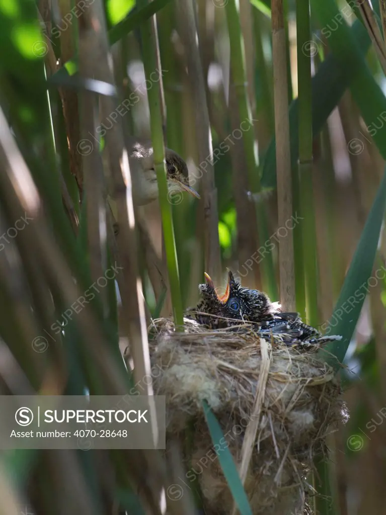 Reed Warbler (Acrocephalus scirpaceus) at nest feeding 12 day Cuckoo chick (Cuculus canorus), Fenland, Norfolk, UK, May