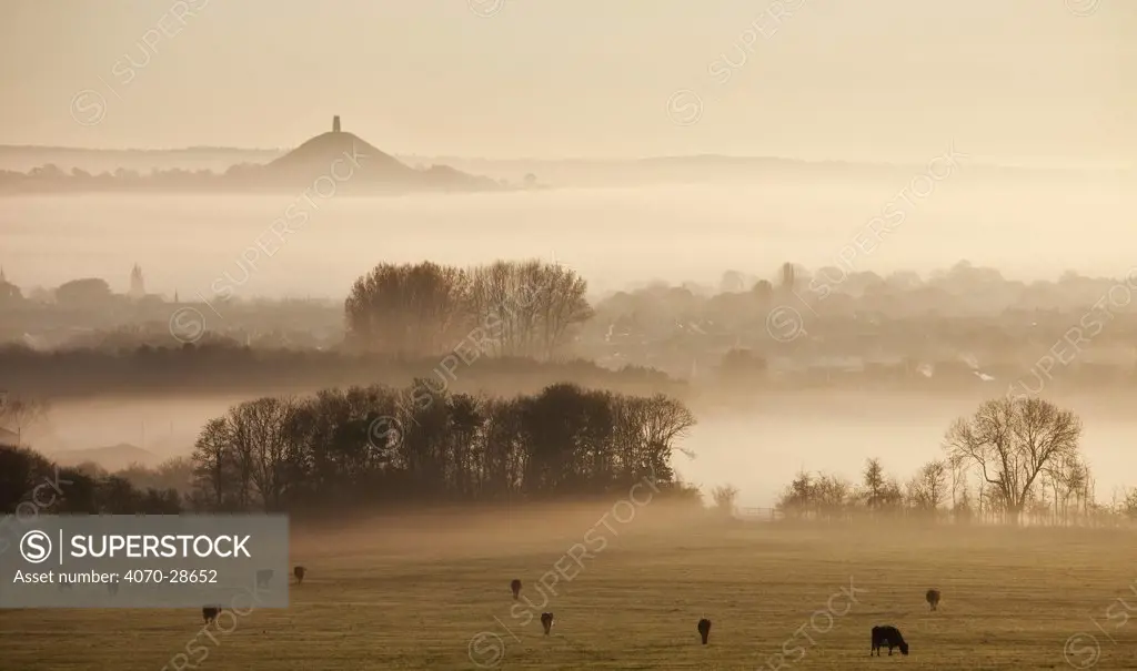 View towards Glastonbury tor from Walton Hill at dawn, Somerset Levels, Somerset, England, UK, April 2011