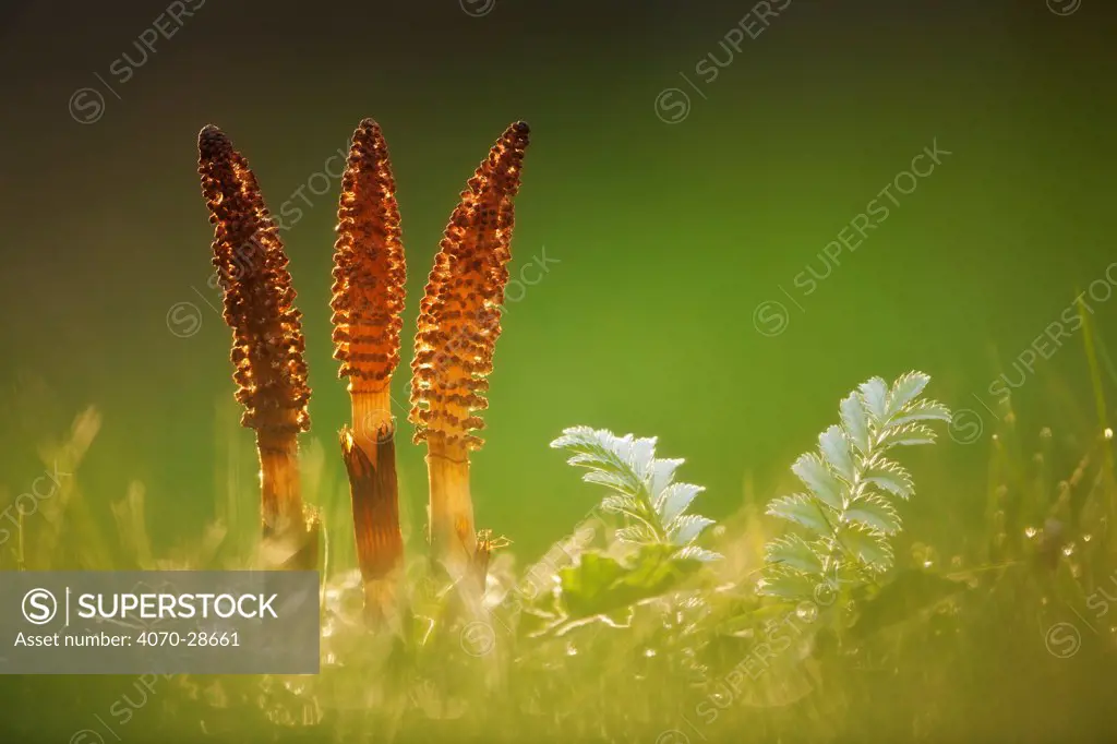 Giant horsetail (Equisetum telmateia), Catcott Lows SWT reserve, Somerset Levels, England, UK, April. 2020VISION Book Plate.