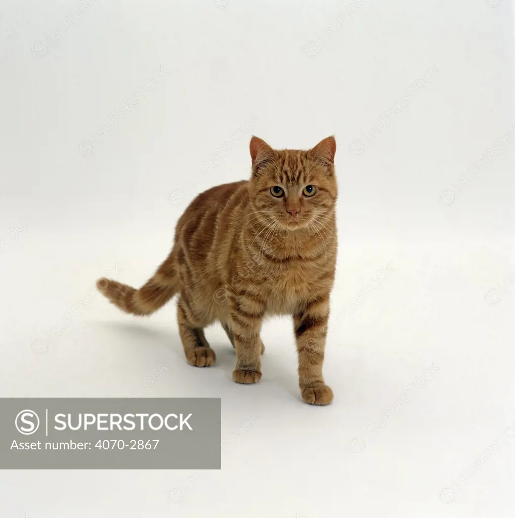 Domestic Cat Felis catus} Red tabby male 'Georgie Porgie'