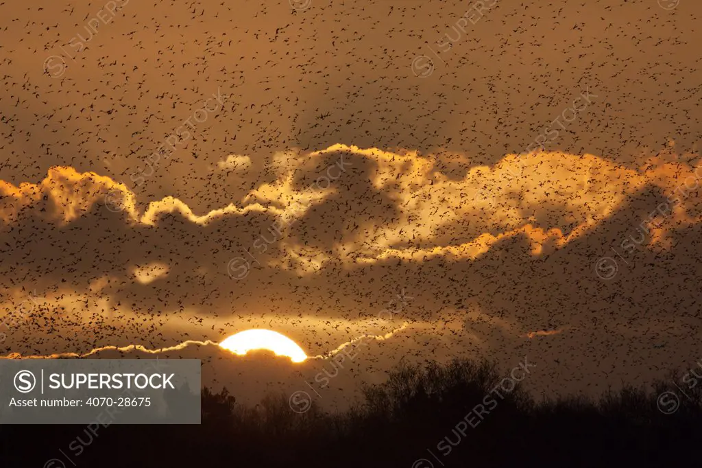 Starlings (Sturnus vulgaris) coming in to roost at Shapwick, Somerset Levels, Somerset, England, UK.