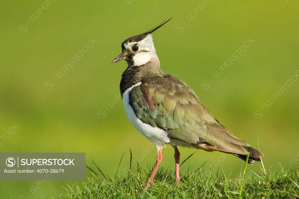 Lapwing (Vanellus vanellus) adult in breeding plumage, Scotland, UK, June. Did you know Lapwings are able to run just moments after hatching.