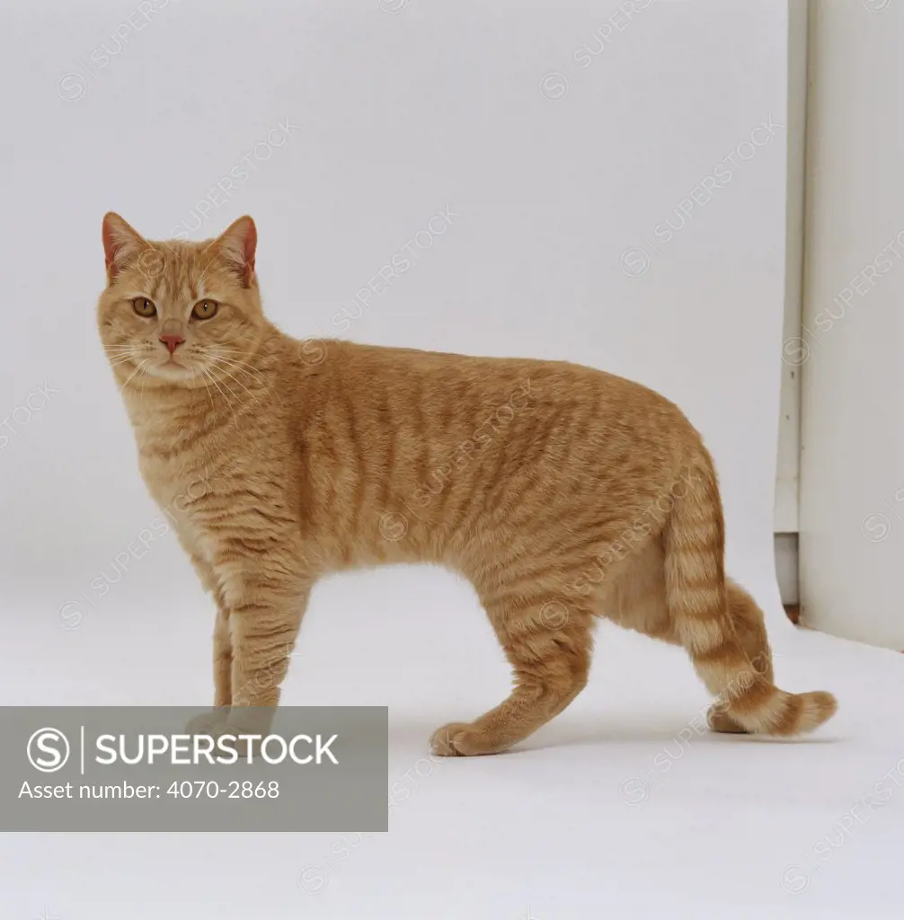 Domestic Cat Felis catus} Cream british shorthair male 'Horatio'