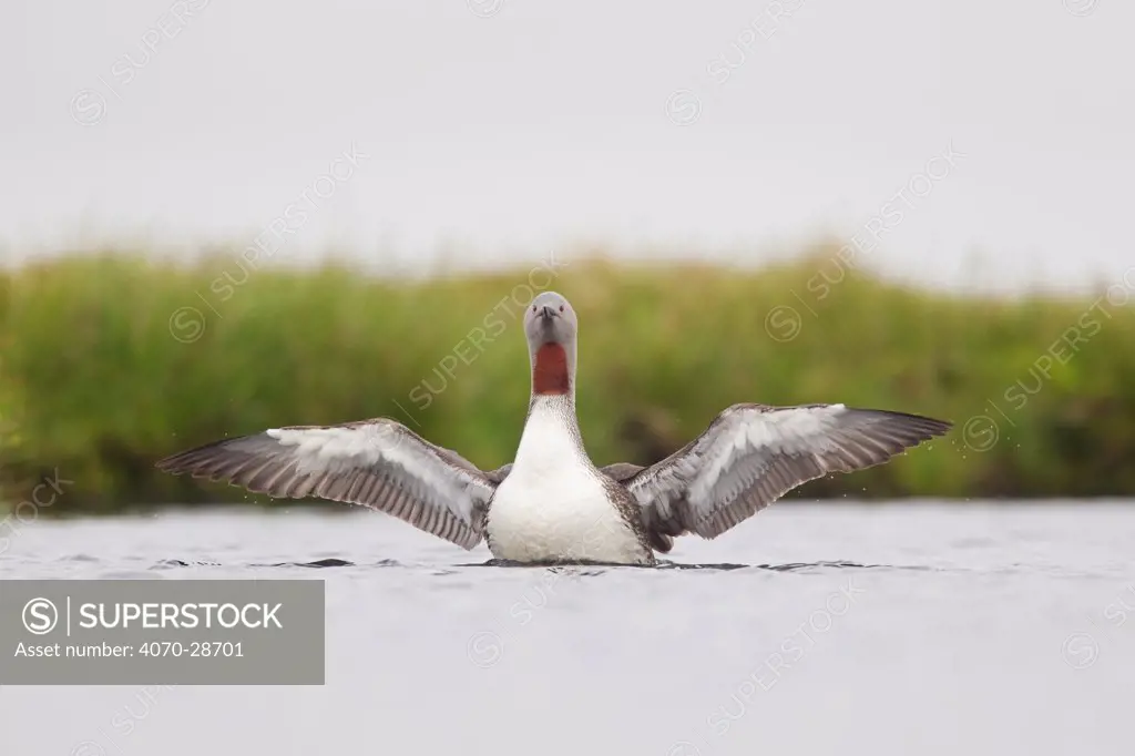 Red-throated diver (Gavia stellata) adult stretching wings on breeding loch, Flow Country, Highland, Scotland, UK, June,