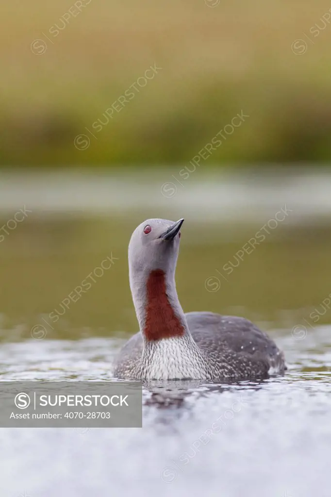 Red-throated diver (Gavia stellata) adult on breeding loch, Flow Country, Highland, Scotland, UK, June,