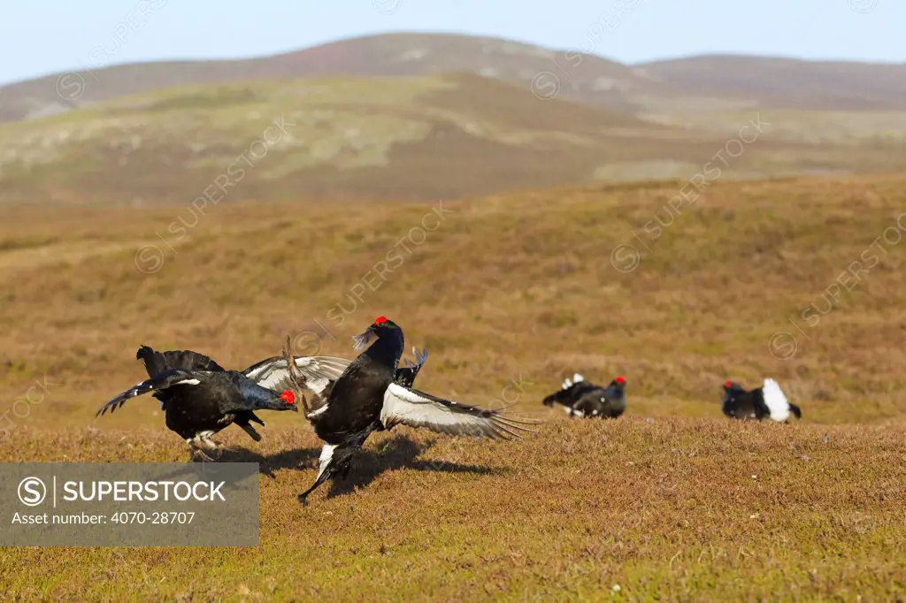 Black grouse (Tetrao tetrix) males fighting at lek site, Cairngorms National Park, Grampian, Scotland, UK, April