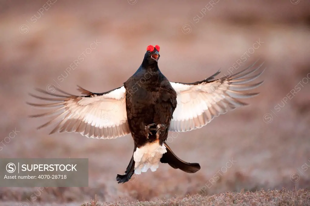 Black grouse (Tetrao tetrix) males displaying flutter jump at lek, Cairngorms NP, Grampian, Scotland, UK, April. Did you know Adult grouse are mostly vegetarian, but their young primarily eat insects.