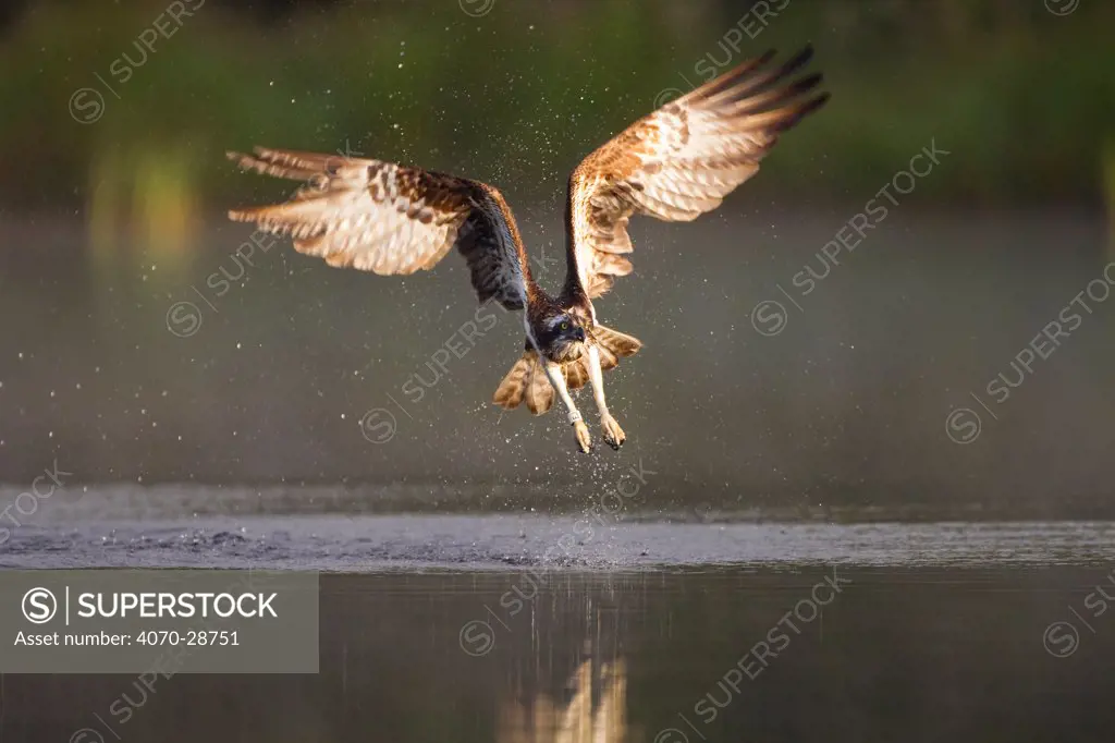 Osprey (Pandion haliaeetus) fishing at dawn, Cairngorms NP, Highland, Scotland, UK, July. 2020VISION Book Plate.