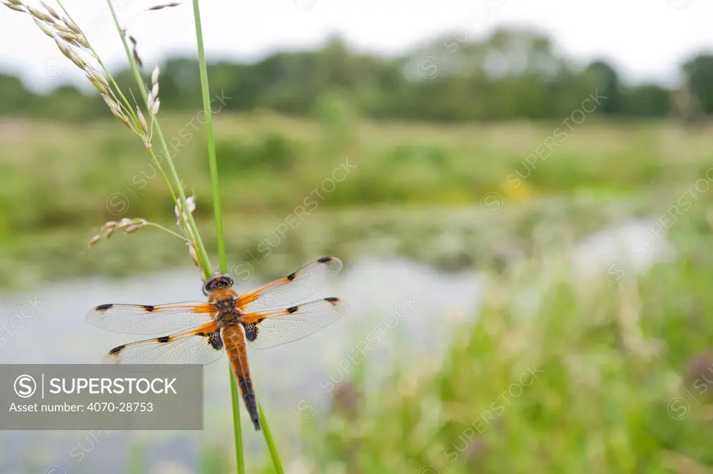 Four-spotted chaser Libellula quadrimaculata} dragonfly resting on grass in wetland habitat, Shapwick Nature Reserve, Somerset Levels, UK. June 2011. 2020VISION Book Plate.