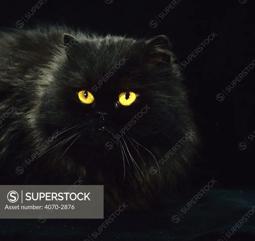 Domestic Cat Felis catus} Black persian female at night, yellow eyes shining