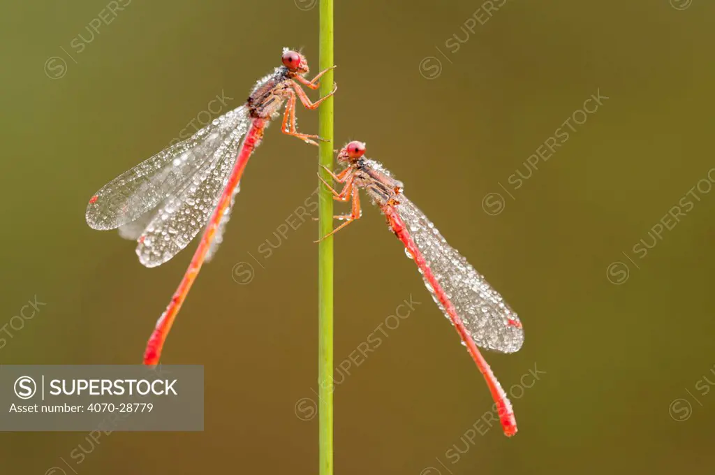 Small red damselflies Ceriagrion tenellum} covered in morning dew, Arne (RSPB) Nature Reserve, Dorset, UK. August. Did you know? Male red damselflies have a red abdomen (not surprisingly), females are bronze and black.
