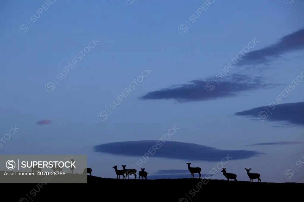 Silhouette of herd of female Red deer (Cervus elaphus) on ridge at dawn, RSPB Forsinard Flows, Flow country, Caithness, Highland, Scotland, UK, June 2011.