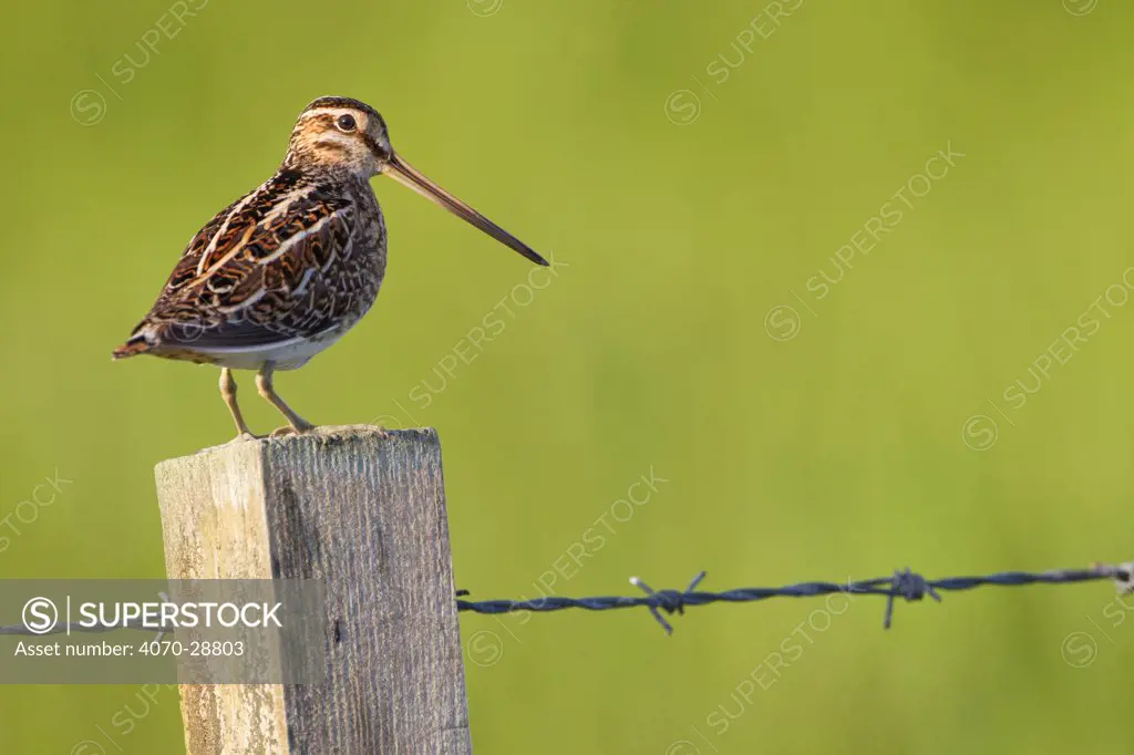 Snipe (Gallinago gallinago) perched on fencepost, RSPB Balranald nature reserve, North Uist, Western Isles / Outer Hebrides, Scotland, UK, May. Did you know The tip of a snipe’s beak contains nerve endings, so it can feel for worms underground