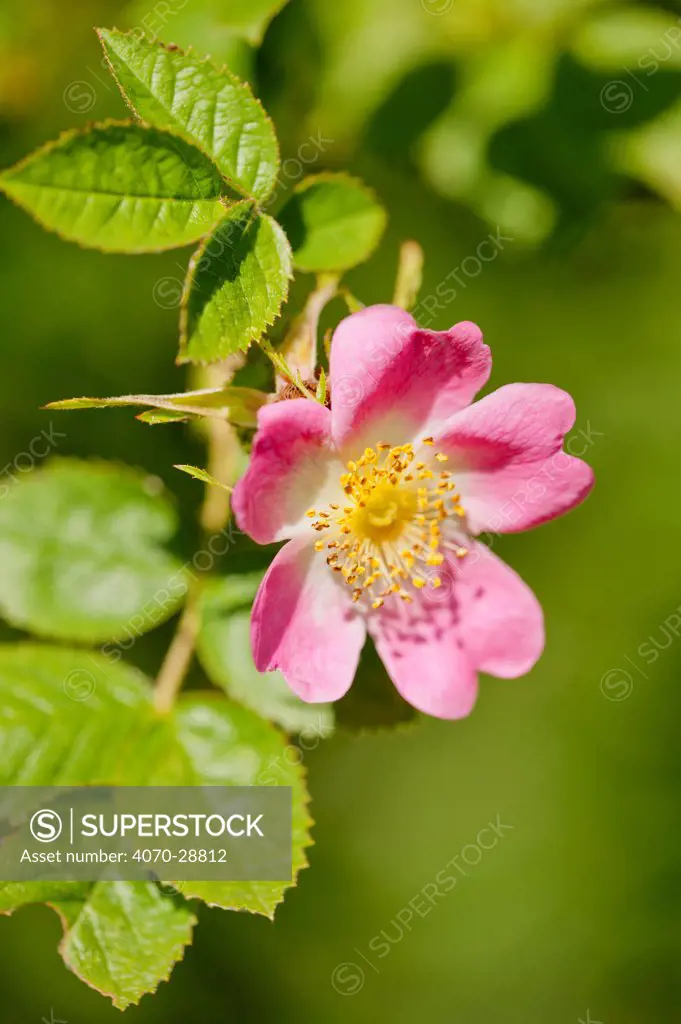 Dog rose Rosa canina} flowering in healthy hedgerow, Denmark Farm, Lampeter, Wales, UK. June