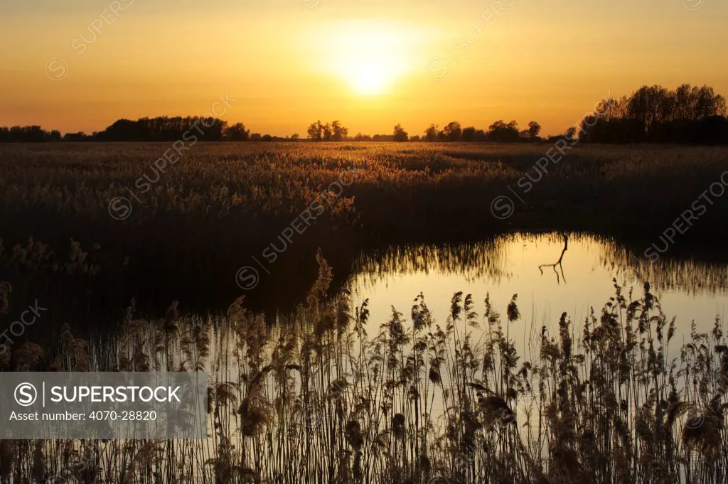 Reed beds (Phragmites sp), Joist Fen at sunset, Lakenheath Fen RSPB Reserve, Suffolk, UK, May
