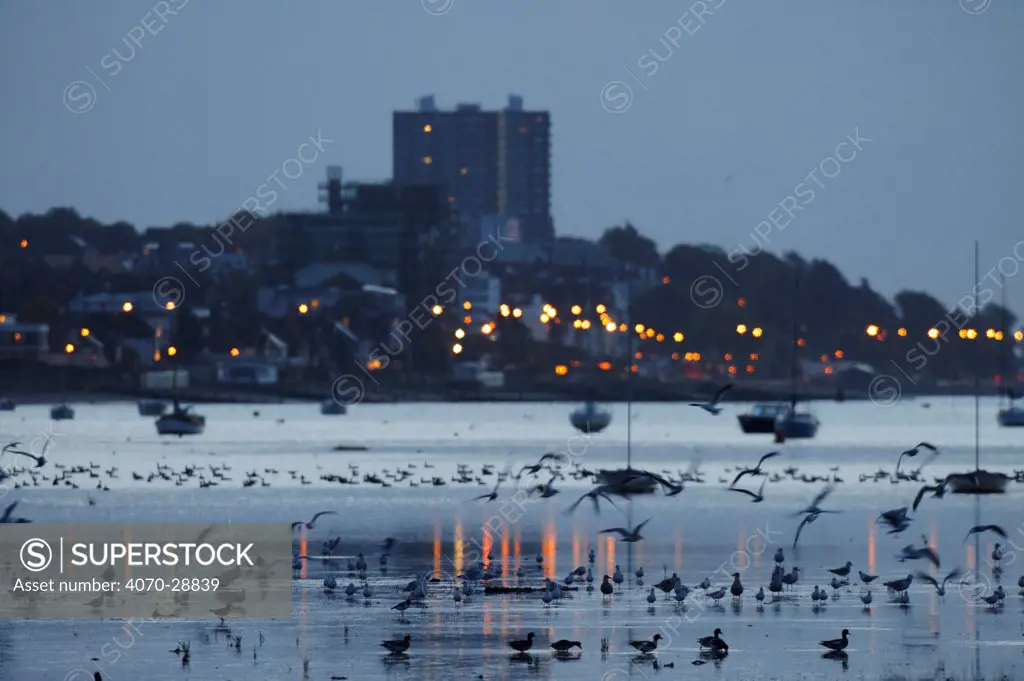 Mixed flock of Dark-bellied brent geese (Branta bernicla) and other waterfowl on mudflats at dawn with town in background, Leigh-on-Sea, Essex, UK, October 2010