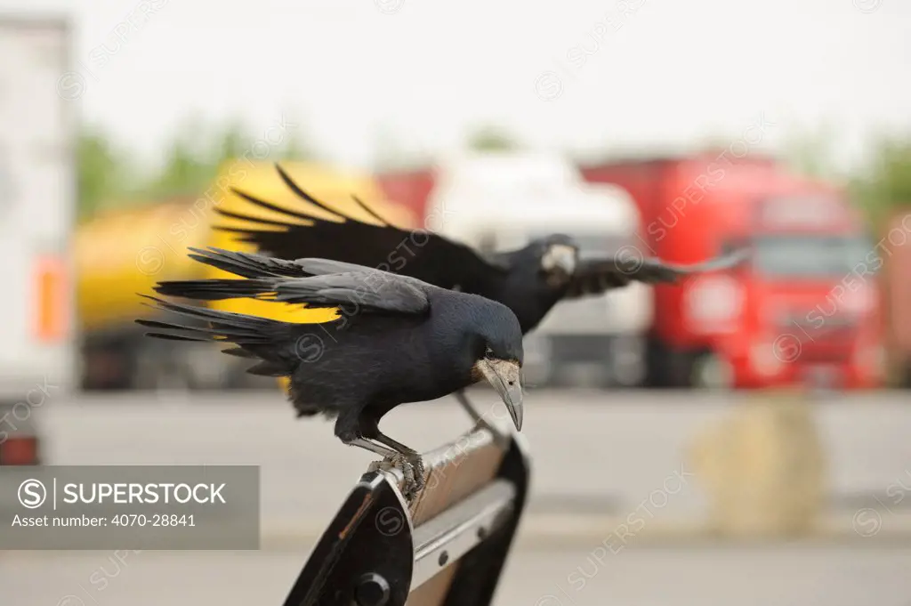 Rooks (Corvus frugilegus) two perched in motorway service area, Midlands, UK, April