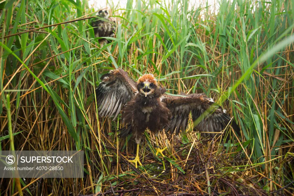 Marsh harrier (Circus aeruginosus) chick at its nest site, defiant as it is approached by a licenced bird ringer, Sculthorpe Nature Reserve, Norfolk, UK, July 2010