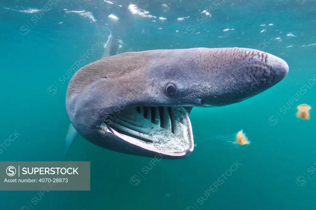 Basking shark (Cetorhinus maximus) feeding on plankton in the surface waters around the island of Coll, Inner Hebrides, Scotland, UK, June. 2020VISION Book Plate.