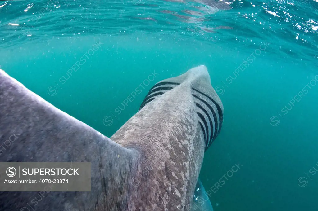 Rear view of Basking shark (Cetorhinus maximus) feeding on plankton in the surface waters around the island of Coll, Inner Hebrides, Scotland, UK, June.