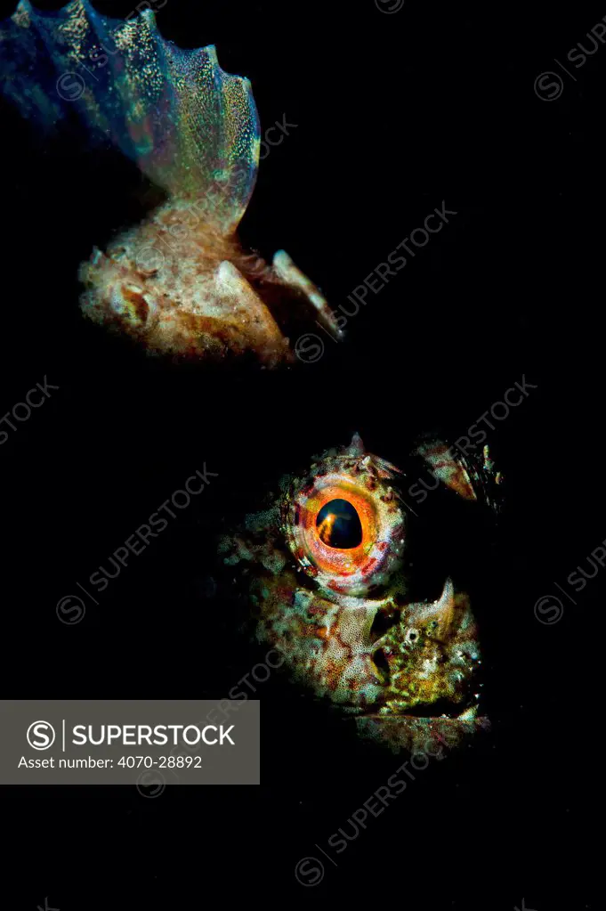 Long spined sea scorpion (Taurulus bubalis) lying in wait to ambush prey, Selsey, West Sussex, UK, May