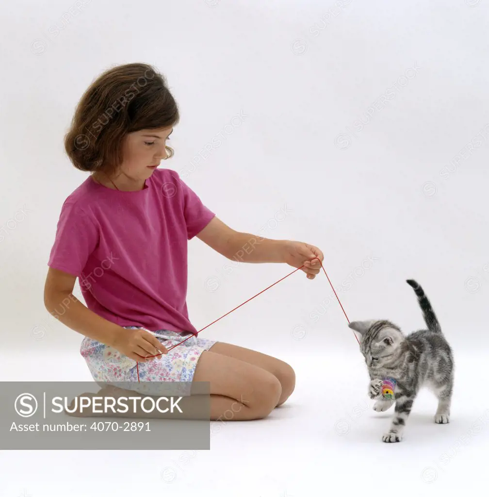 Domestic Cat Felis catus} girl playing with kitten