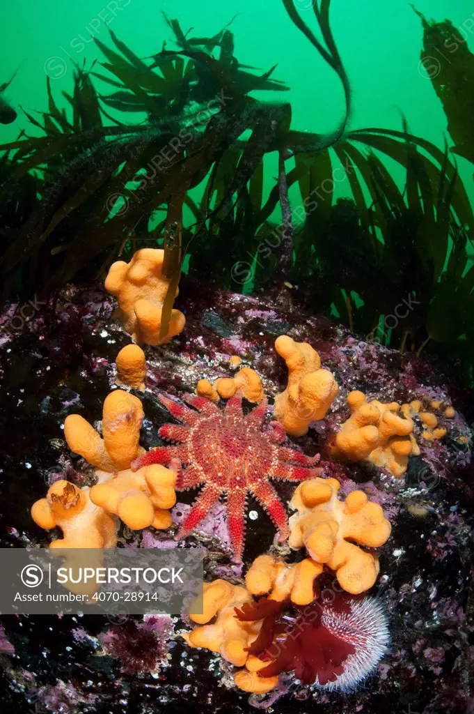 Common / Red sunstar (Crossaster papposus) amongst Dead man's fingers (Alcyonium digitatum) on a rocky reef, beneath kelp. Shetland Islands, Scotland, UK, June.