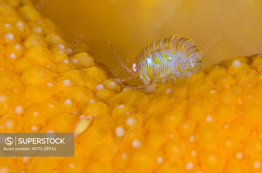 A tiny amphipod (Iphimedia obesa) living on Dead man's fingers soft coral (Alcyonium digitatum) Loch Carron, Ross and Cromarty, Scotland, UK, April.