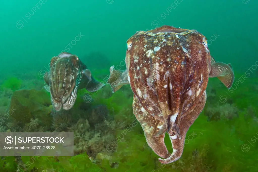 Pair of Common cuttlefish (Sepia officinalis), female in foreground and male behind, note circular mating scars on female caused by the males suckers, Babbacombe Bay, Torbay, Devon, UK, May.