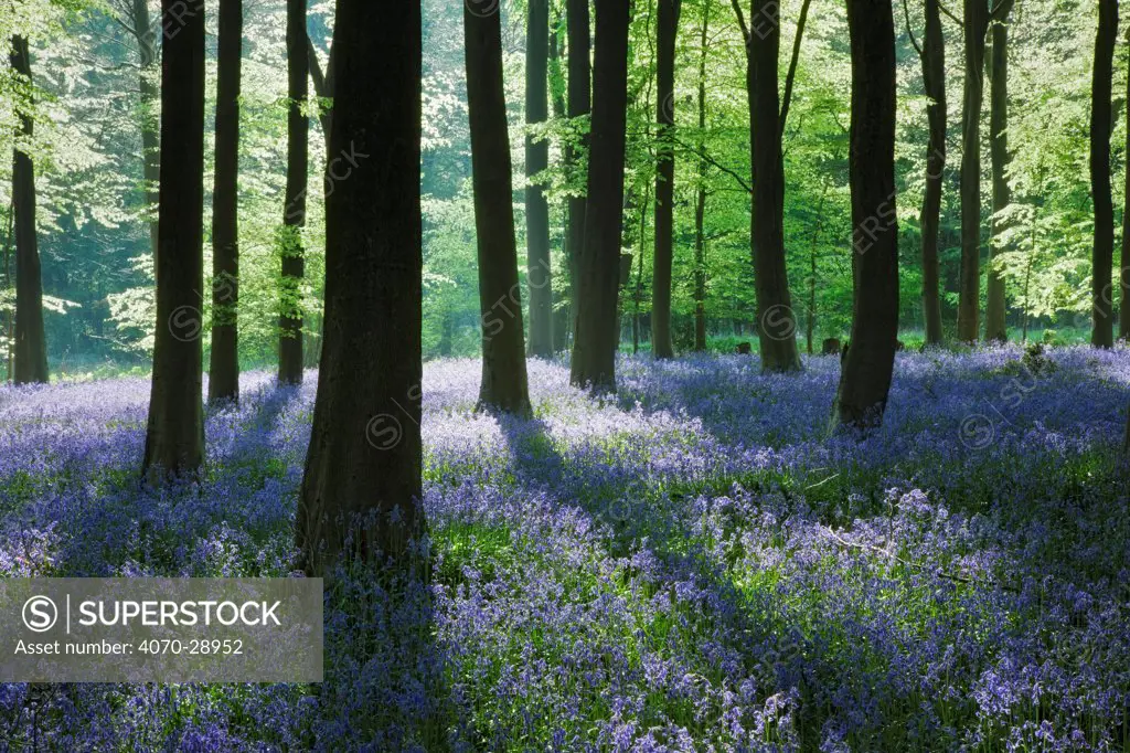 A carpet of Bluebells (Endymion nonscriptus) in Beech (Fagus sylvatica) woodland, Micheldever Woods, Hampshire, England, UK, April