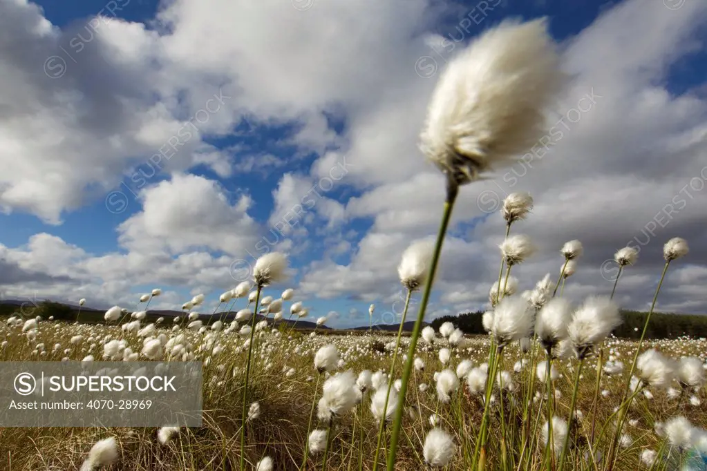 Harestail cotton-grass (Eriophorum vaginatum) growing on bog moorland, Scotland, UK, May. Did you know Cottongrass was formerly used to stuff pillows and as dressings for wounds.